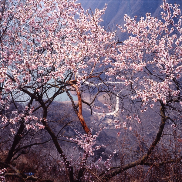 崆峒桃花-张森林摄.jpg